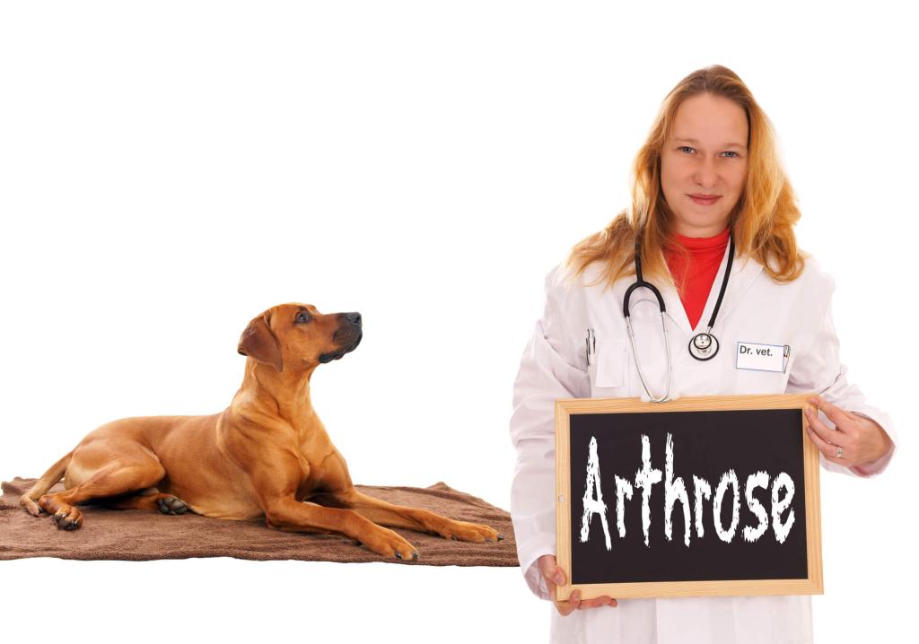 ᐅ Arthrose bei Hunden › arthrosehund.de