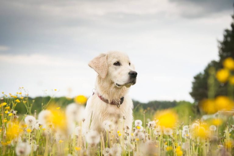ᐅ Alternative Therapien bei Arthrose beim Hund › arthrosehund.de