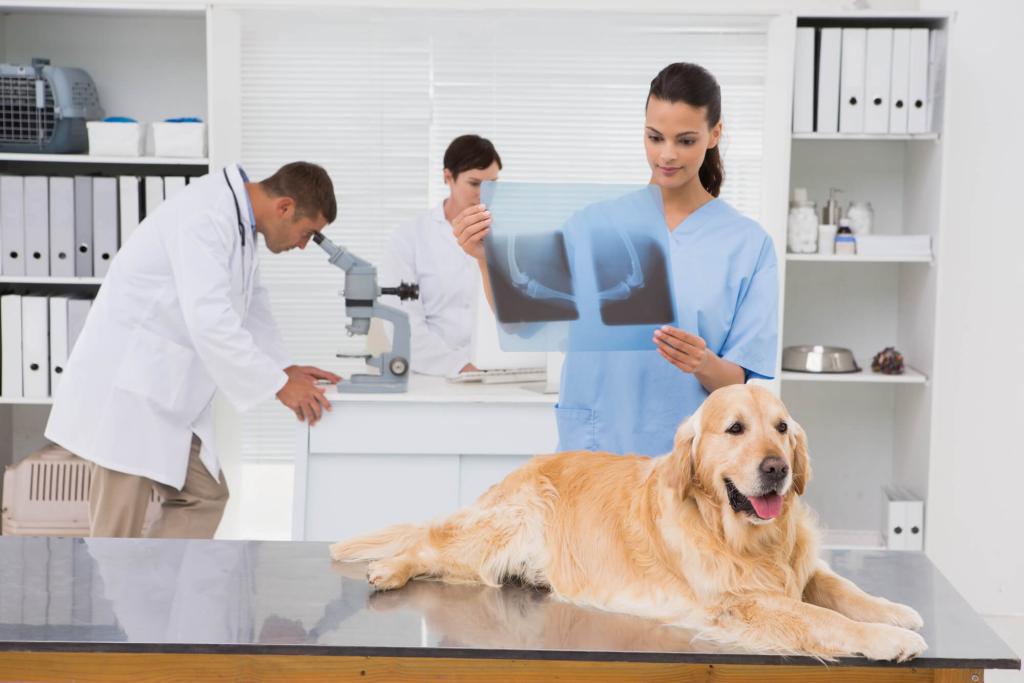 ᐅ Arthritis beim Hund Informationen für Hundehalter › arthrosehund.de