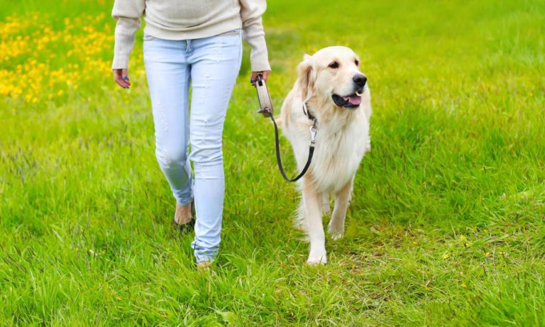 ᐅ Hundeausstattung für draußen Mobil mit Gelenkbeschwerden › arthrose