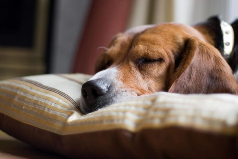 ᐅ Hundebetten für Hunde mit Gelenkserkrankungen › arthrosehund.de
